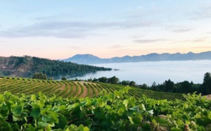 Summer sips: California Wine Month 2020