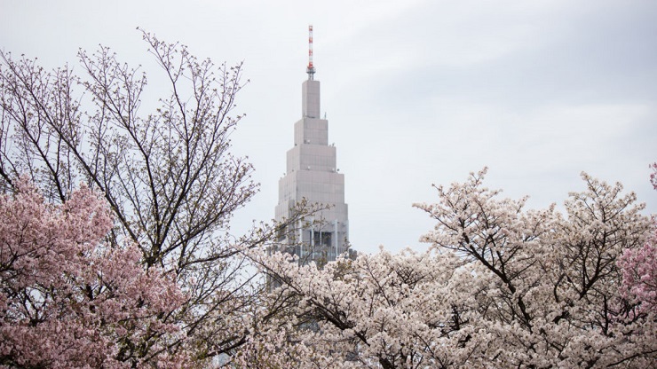 Cerisiers en fleurs en Corée du Sud : Où et quand les voir en 2023 ?