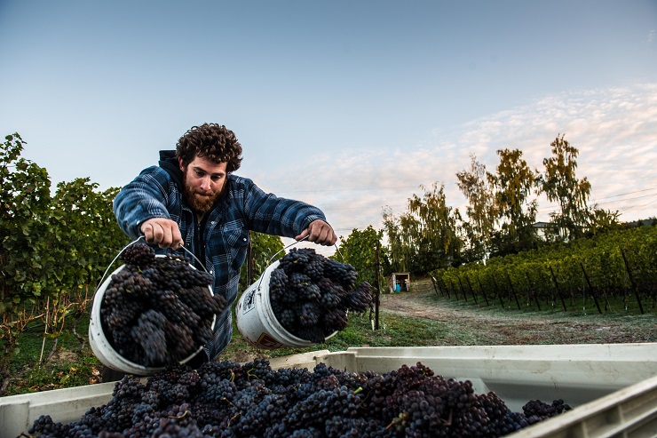 Nos cavistes indépendants chouchous pour se faire livrer du vin chez soi en quelques clics